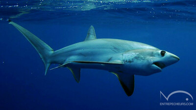 Requin renard