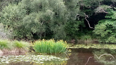 Étang du verger gestel