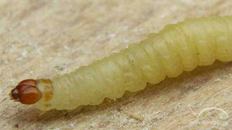 Teigne ou larve de ruche