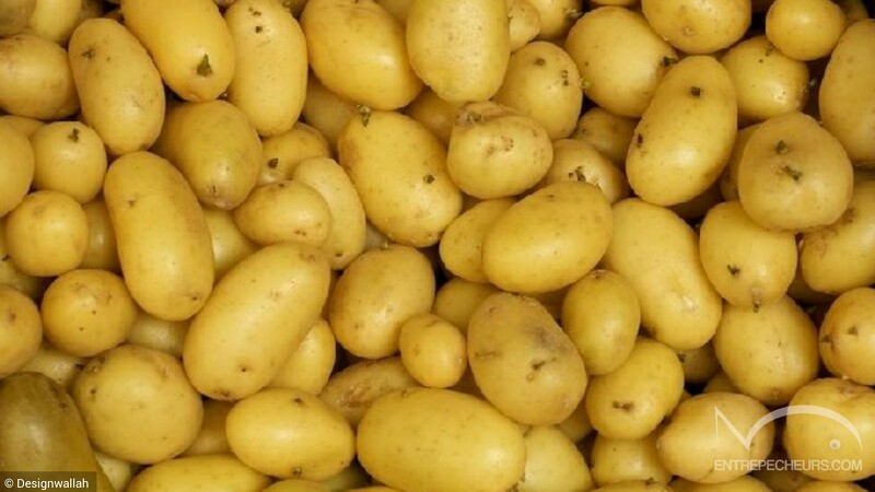 Pomme de terre