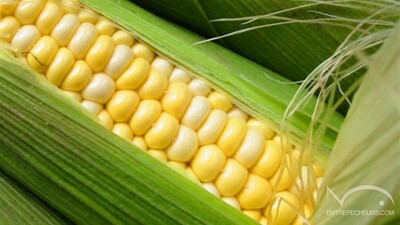 Maïs
