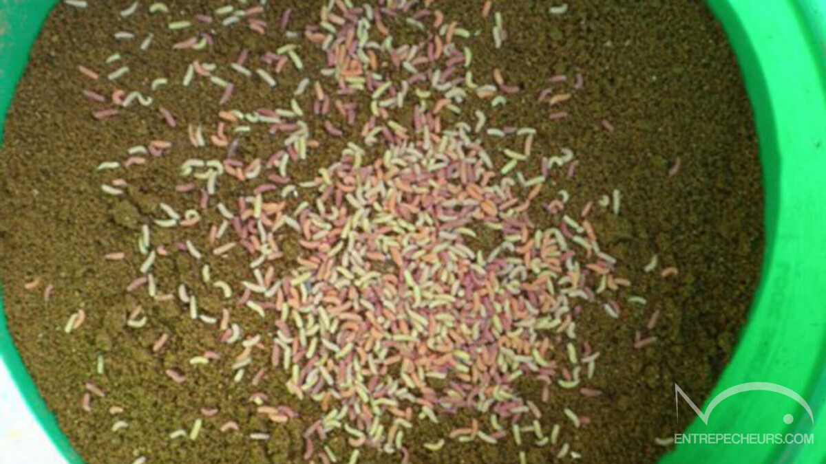 Préparer son amorce