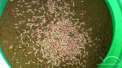 Préparer son amorce