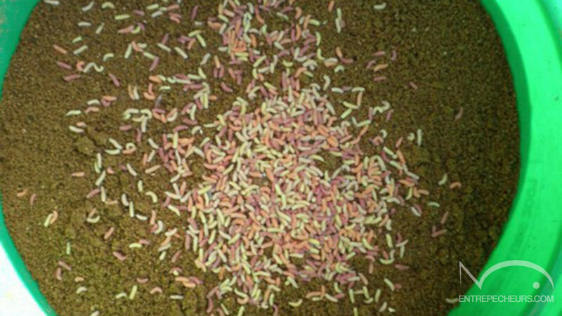 Préparer son amorce