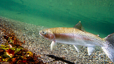 Truite arc-en-ciel