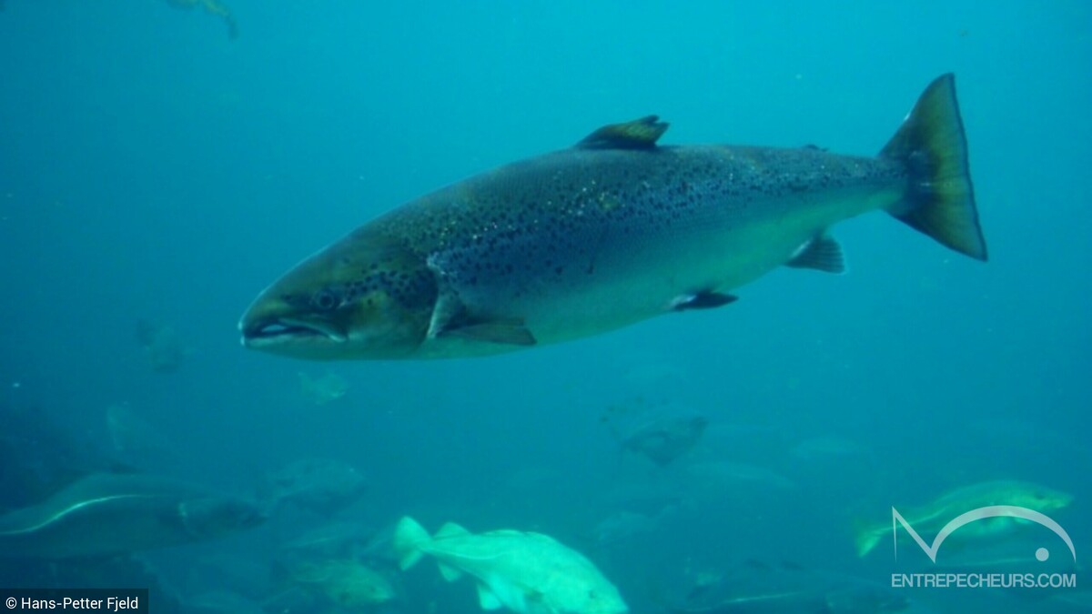 Saumon atlantique