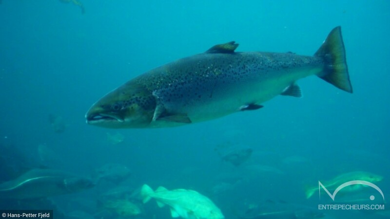 Saumon atlantique