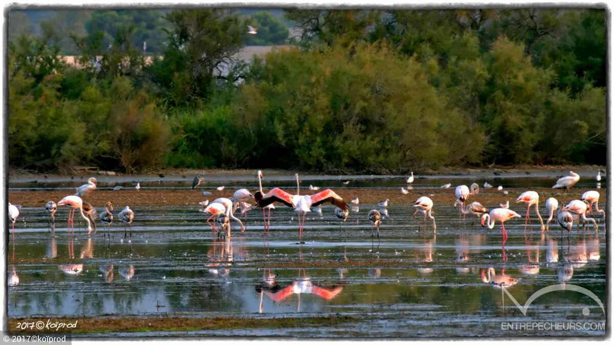 Flamants au lever du jour