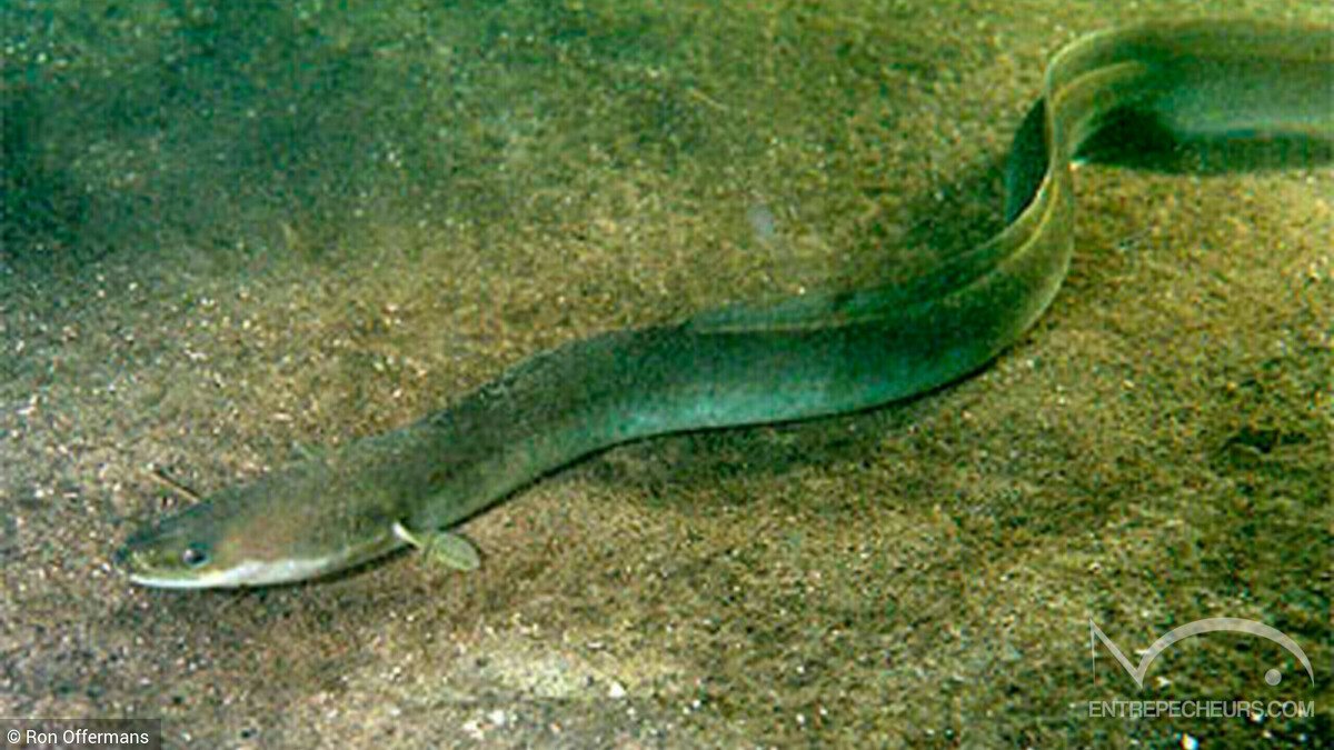 Anguille européenne