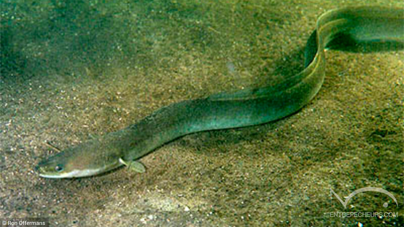 Anguille européenne