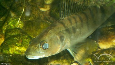 Sandre d'Europe Centrale