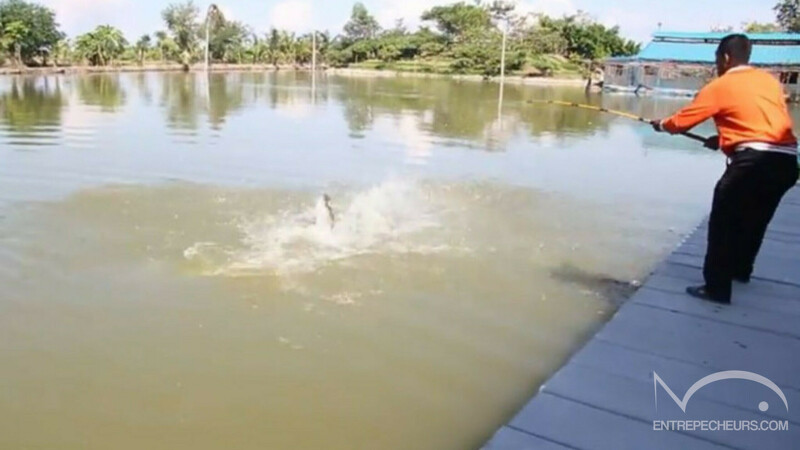 Pêche à l'Arapaima en Thaïlande