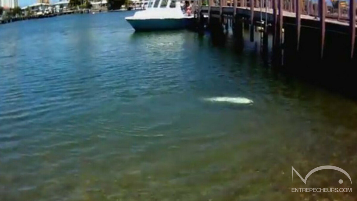 peche raie en floride