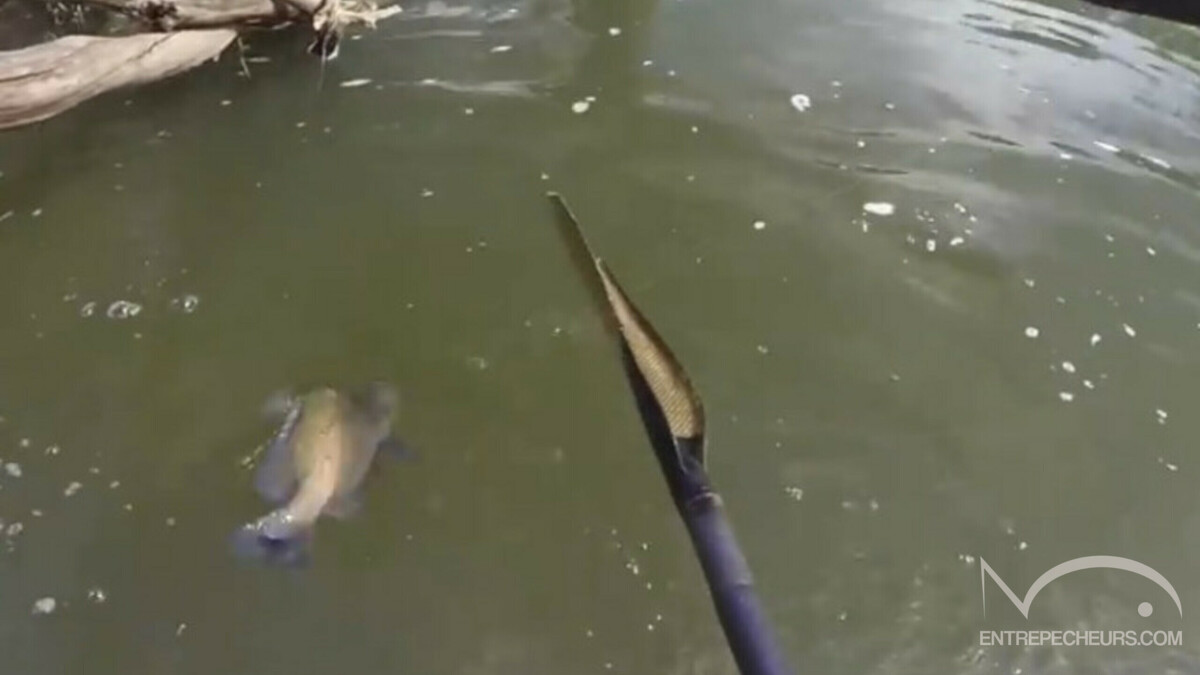 Pêche au poisson chat et au Sooty Grunter