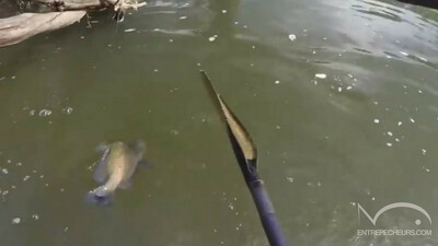 Pêche au poisson chat et au Sooty Grunter