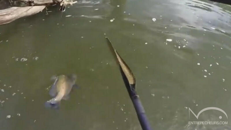 Pêche au poisson chat et au Sooty Grunter