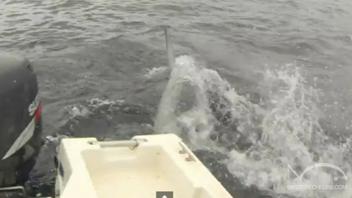 Pêche d'un requin renard