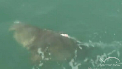 Requin Contre Mérou Goliath