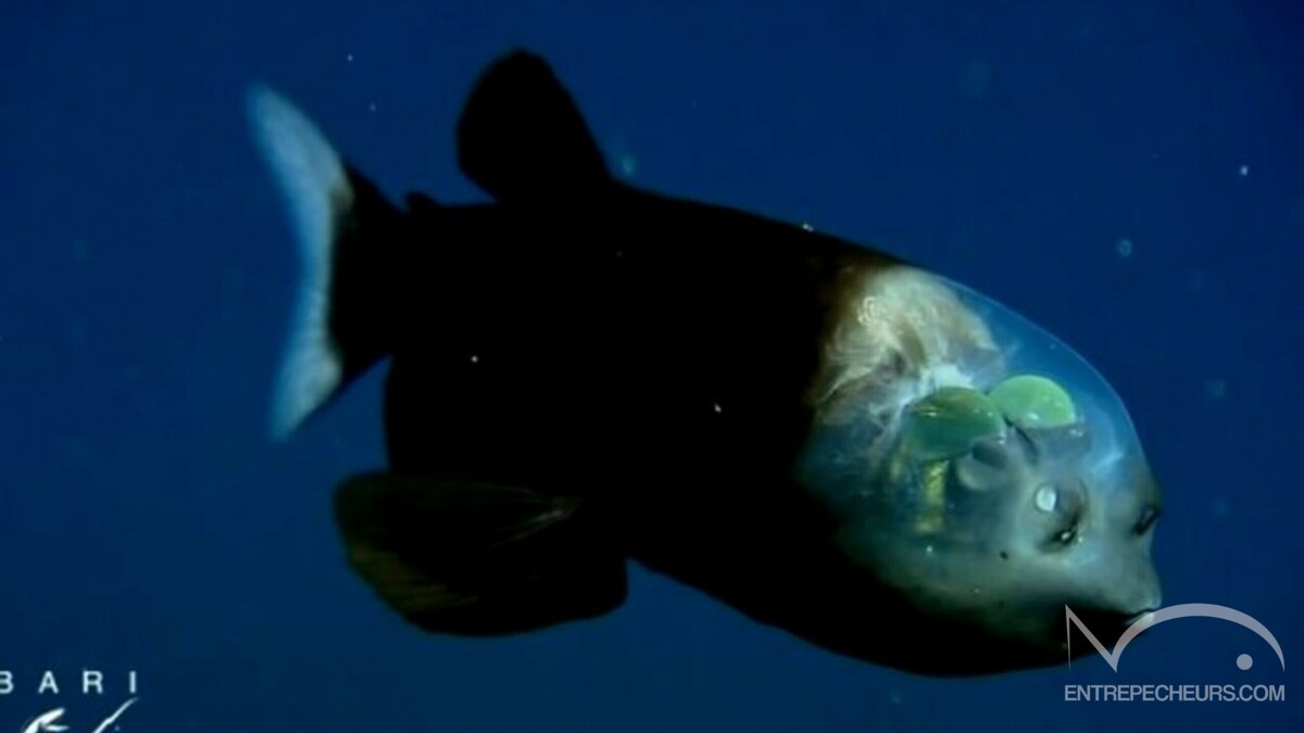 Macropinna microstoma