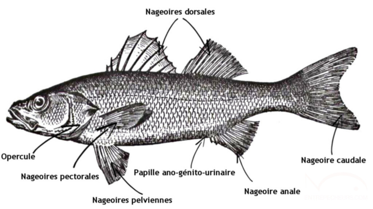 nageoires poissons