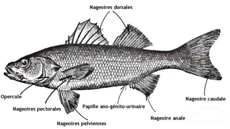 nageoires poissons