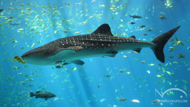 Requin baleine