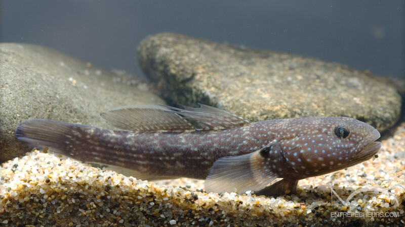 tridentiger brevispinis