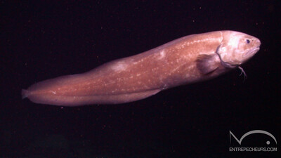 Spectrunculus grandis