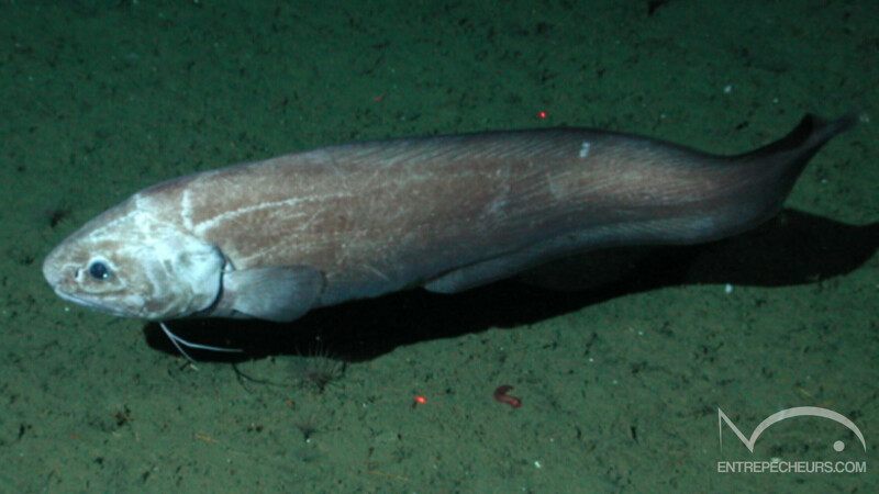 Spectrunculus grandis