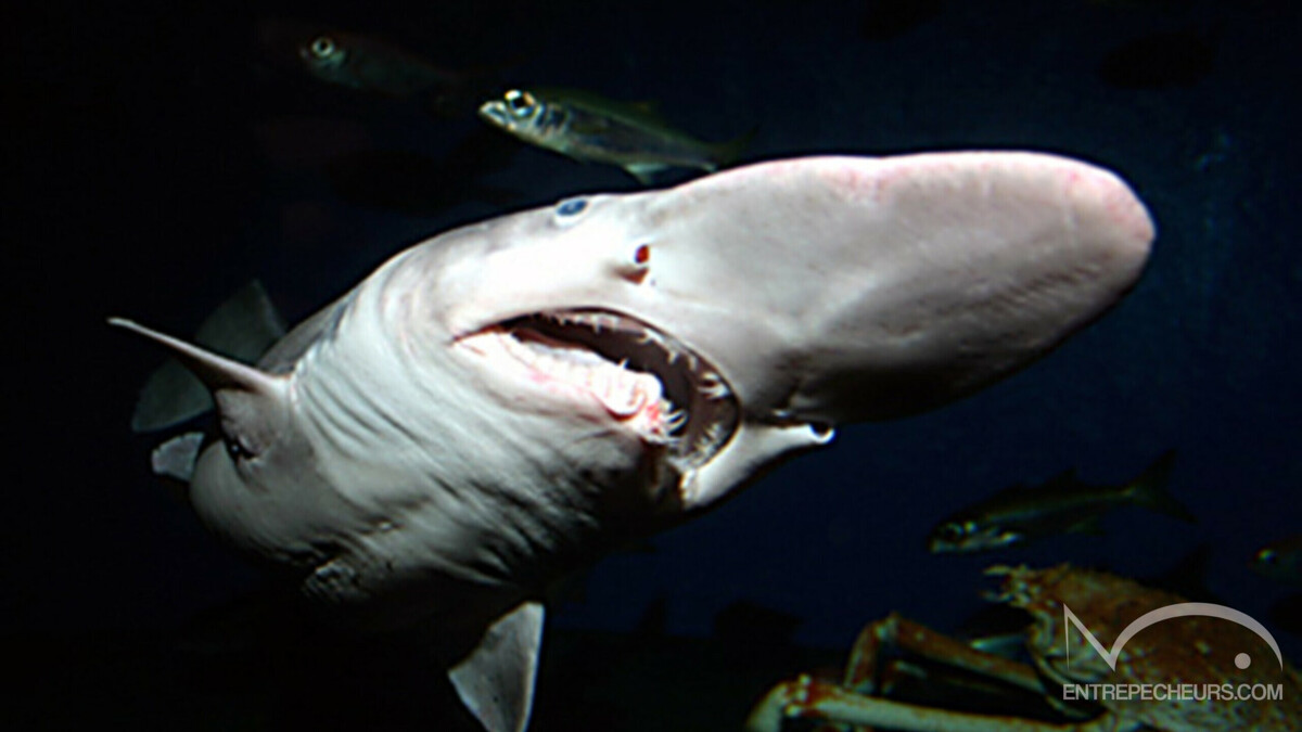 Requin lutin ou Mitsukurina owstoni