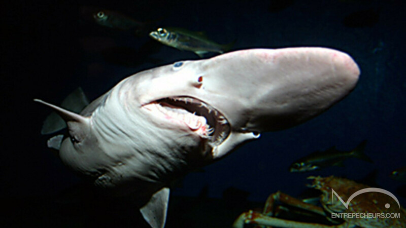 Requin lutin ou Mitsukurina owstoni