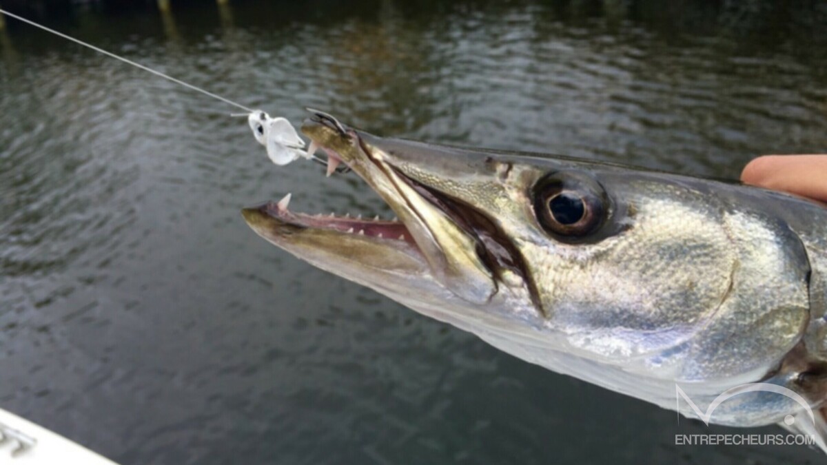 peche truite barracuda