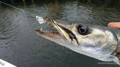 peche truite barracuda