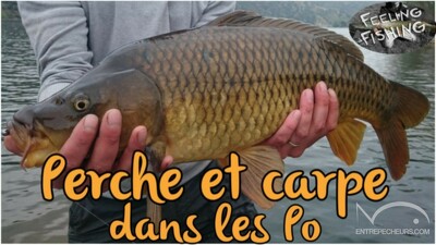 Perches et carpes dans les pyrénées